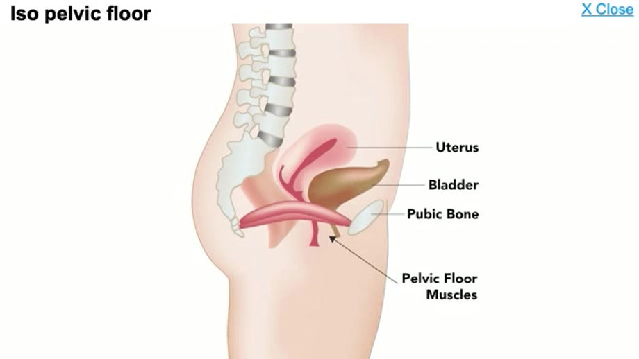 Pelvis
